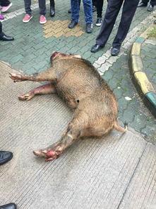 武汉野猪爆料事件视频最新,真相与谣言的较量 第1张 武汉野猪爆料事件视频最新,真相与谣言的较量 第1张